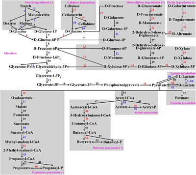 Functional Changes of the Community of Microbes With Ni-Dependent Enzyme Genes Accompany Adaptation of the Ruminal Microbiome to Urea-Supplemented Diets